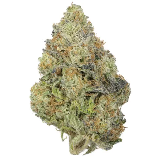 Cherry-Fritter-Single-510x510-1 سلالة أناناس إكسبريس - Image 1