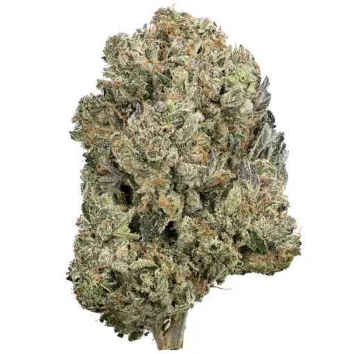 Gator-Breath-Strain سلالة تنفس التمساح - Image 1