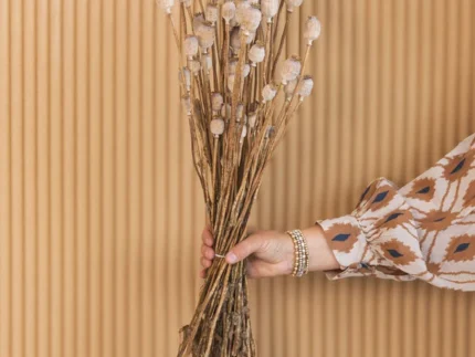 Buy Papaver Somniferum Poppy Pods