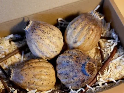 قرون الخشخاش والبذور