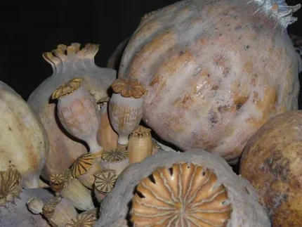 Buy Opium Poppy Pods